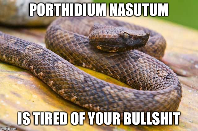 Is Tired Of Your Bullshit Funny Snake Meme