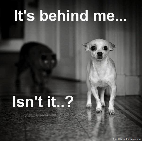 It's Behind Me Isn't Funny Scary Meme Image
