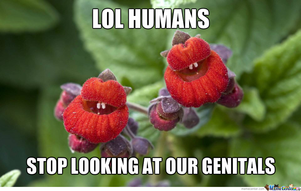 Lol Human Stop Looking At Our Genitals Funny Flower Meme