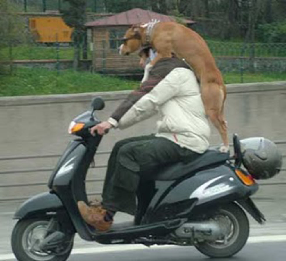 Man Riding Scooter Bike With Dog Funny Picture
