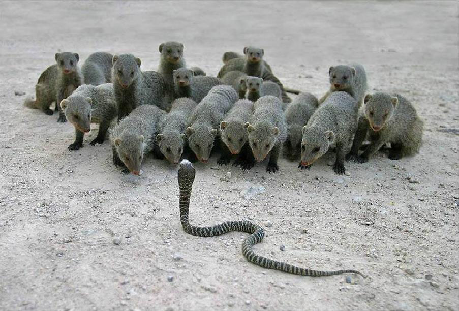 Mongoose Fear From Snake Funny Picture