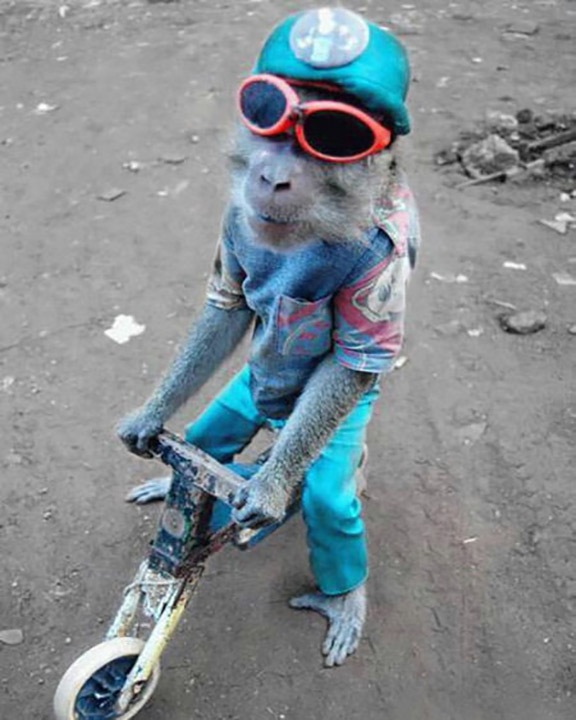 Monkey On Small Bicycle Funny Image