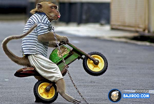 Monkey Riding Bicycle Funny Picture