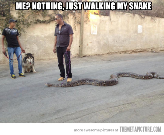 20 Most Funny Snake Pictures And Images