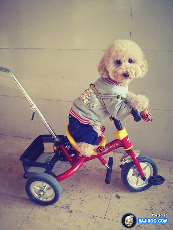 Puppy Riding Small Bicycle Funny Picture