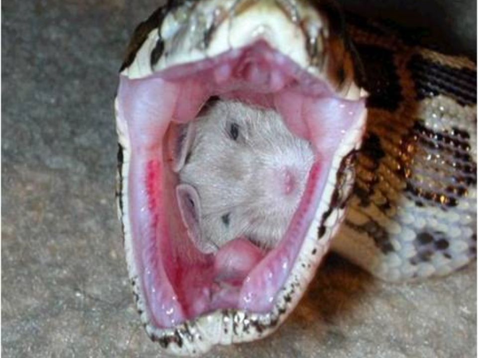 Rabbit Inside Snake Funny Image