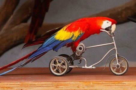 Red Parrot On Tiny Bicycle Funny Image