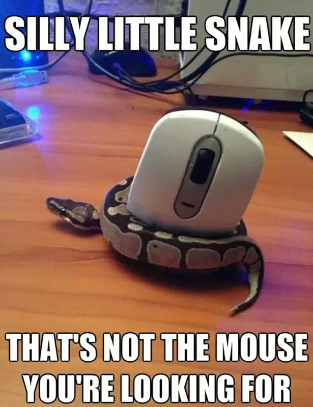 Silly Little Snake Funny Meme