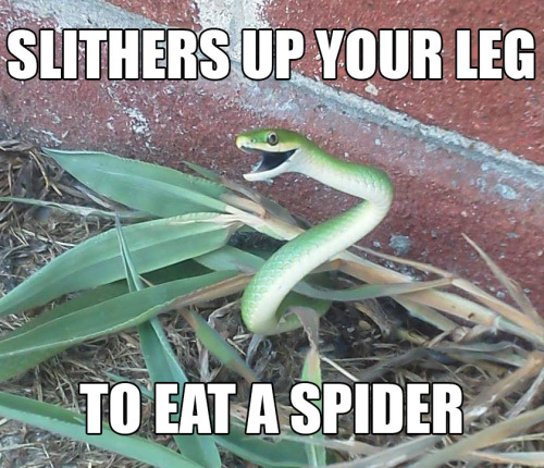 Slithers Up Your Leg To Eat A Spider Funny Snake Meme