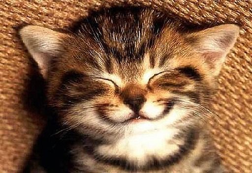 Smile Cat Picture