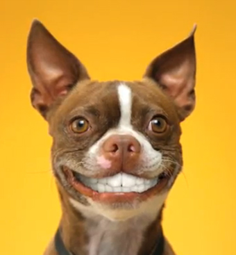 Smile Dog Picture