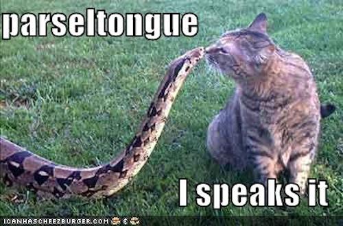 Snake And Cat Kissing Funny Picture