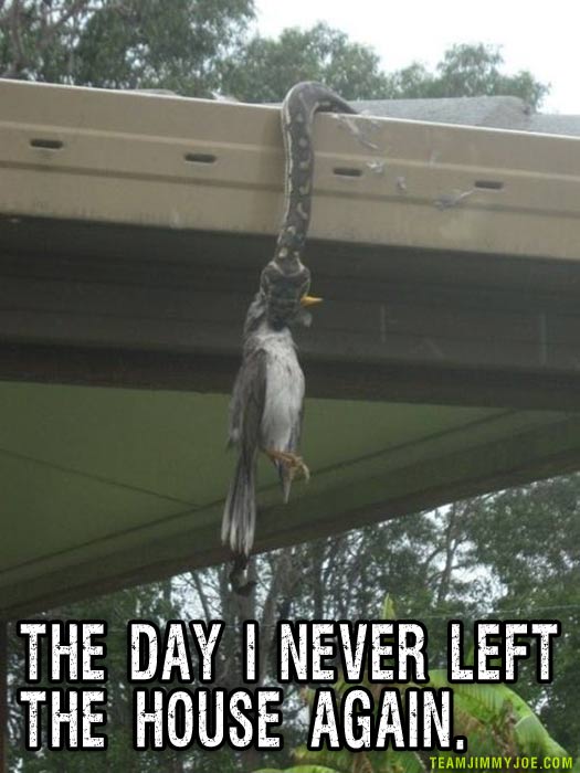 Snake Eating Bird On Bridge Funny Picture