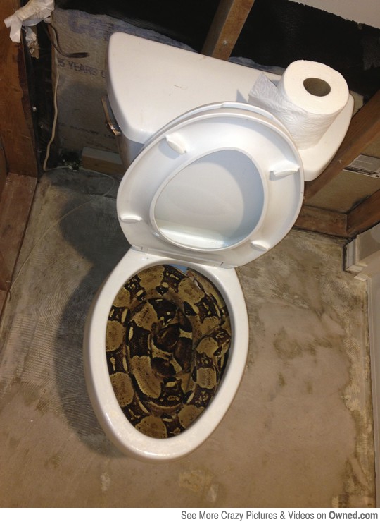 Snake In Toilet Funny Picture