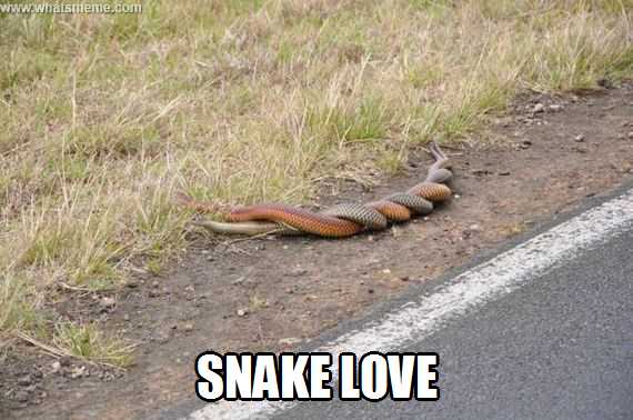 Snake Love Funny Caption