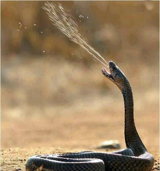 Snake Throwing Poison Funny Image