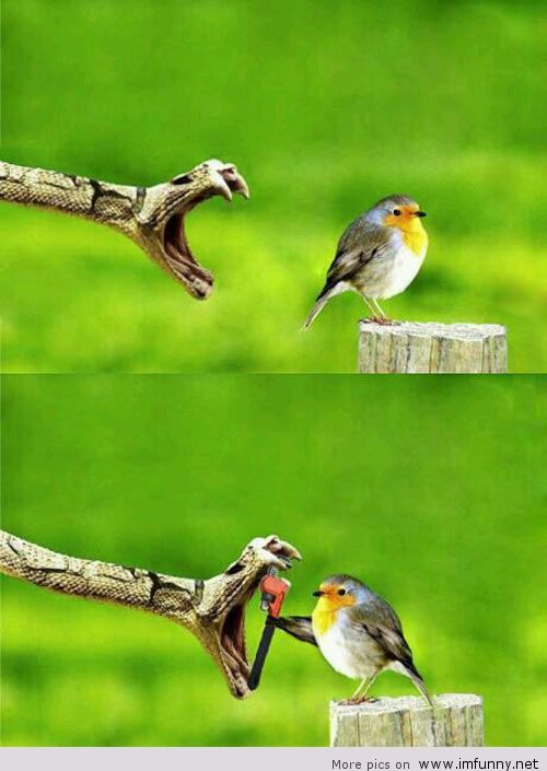 Snake Trying To Eat Bird Funny Picture