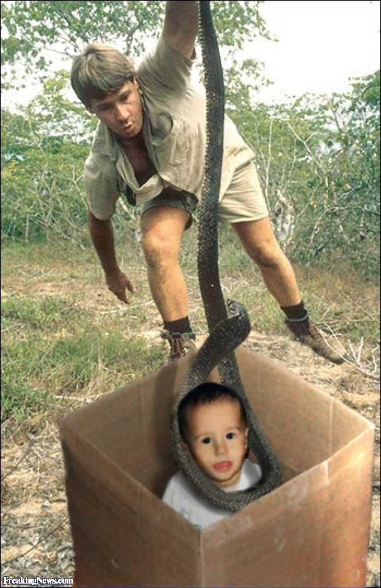 Snake With Baby In Box Funny Picture