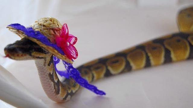 Snake With Funny Hat