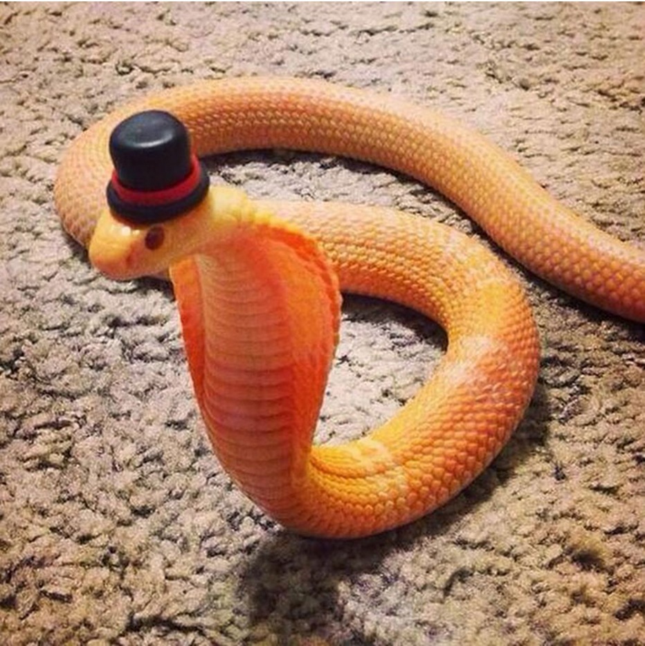 Snake-With-Hat-Funny-Image.jpg