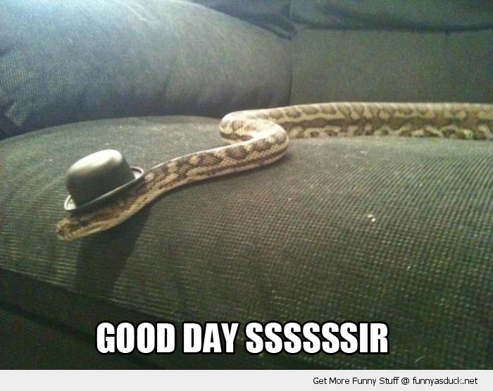 Snake With Hat Funny Picture
