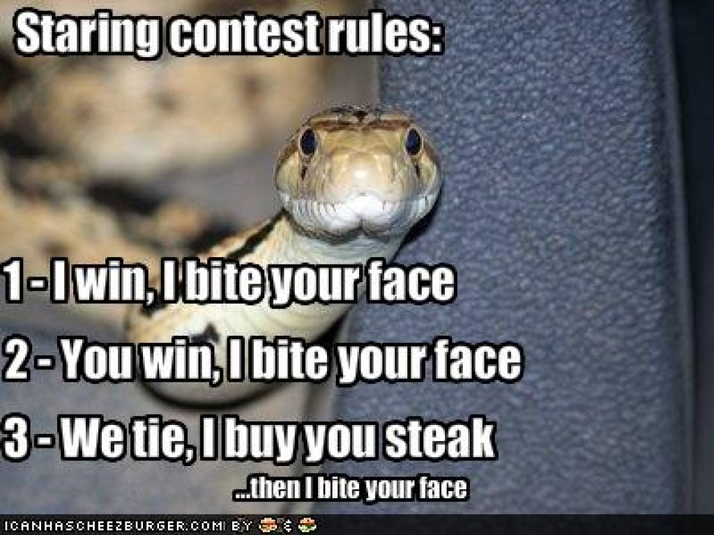 17 Funny Snake Images And Pictures