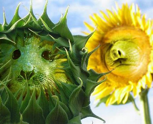 Sunflower With Cat Face Funny Picture