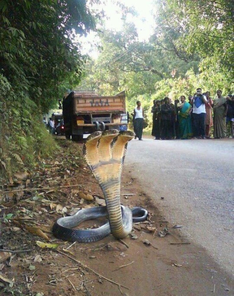 Three Faces Snake In India Funny Picture