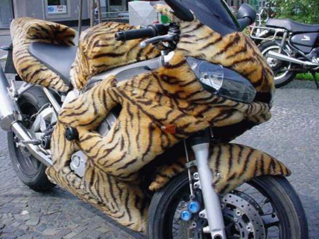 Tiger Shades Funny Bike Picture