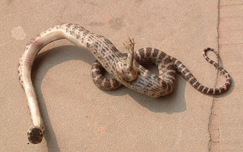Weird Snake Funny Picture