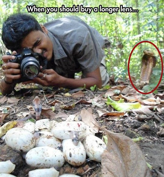 When You Should Buy A Longer Lens Funny Snake Caption