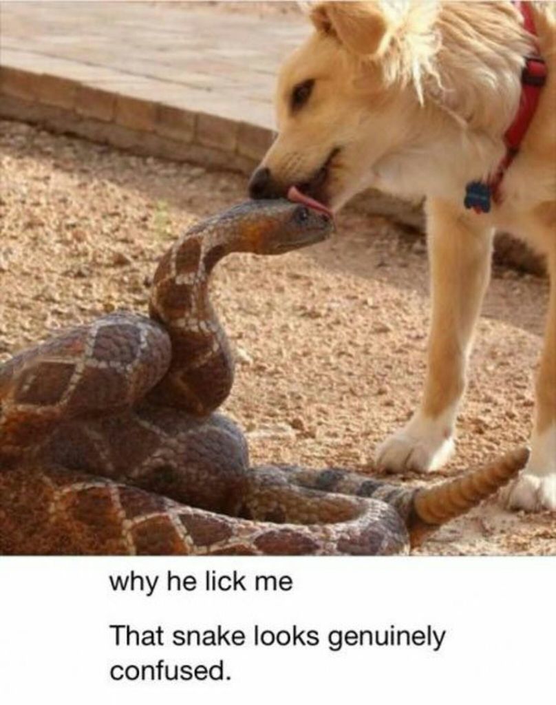 Why He Lick Me That Snake Looks Genuinely Confused Funny Snake Meme