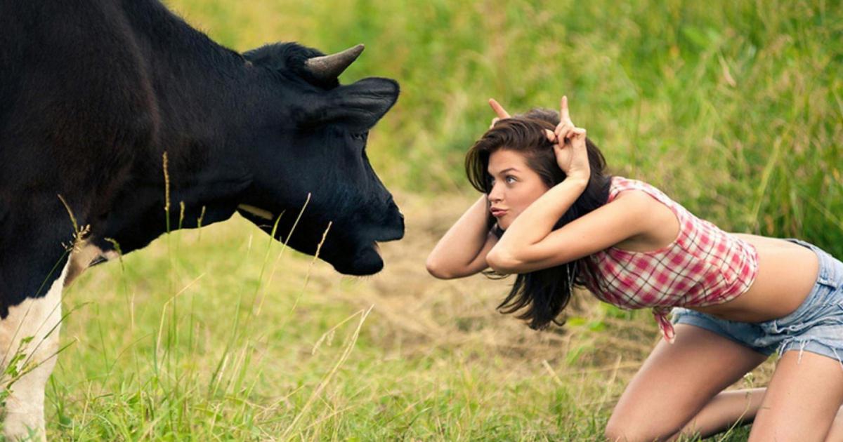Woman Making Funny Face In Front Cow