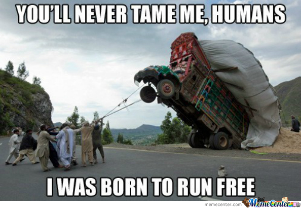 You Will Never Tame Me Humans I was Born To Run Free Funny Truck Meme