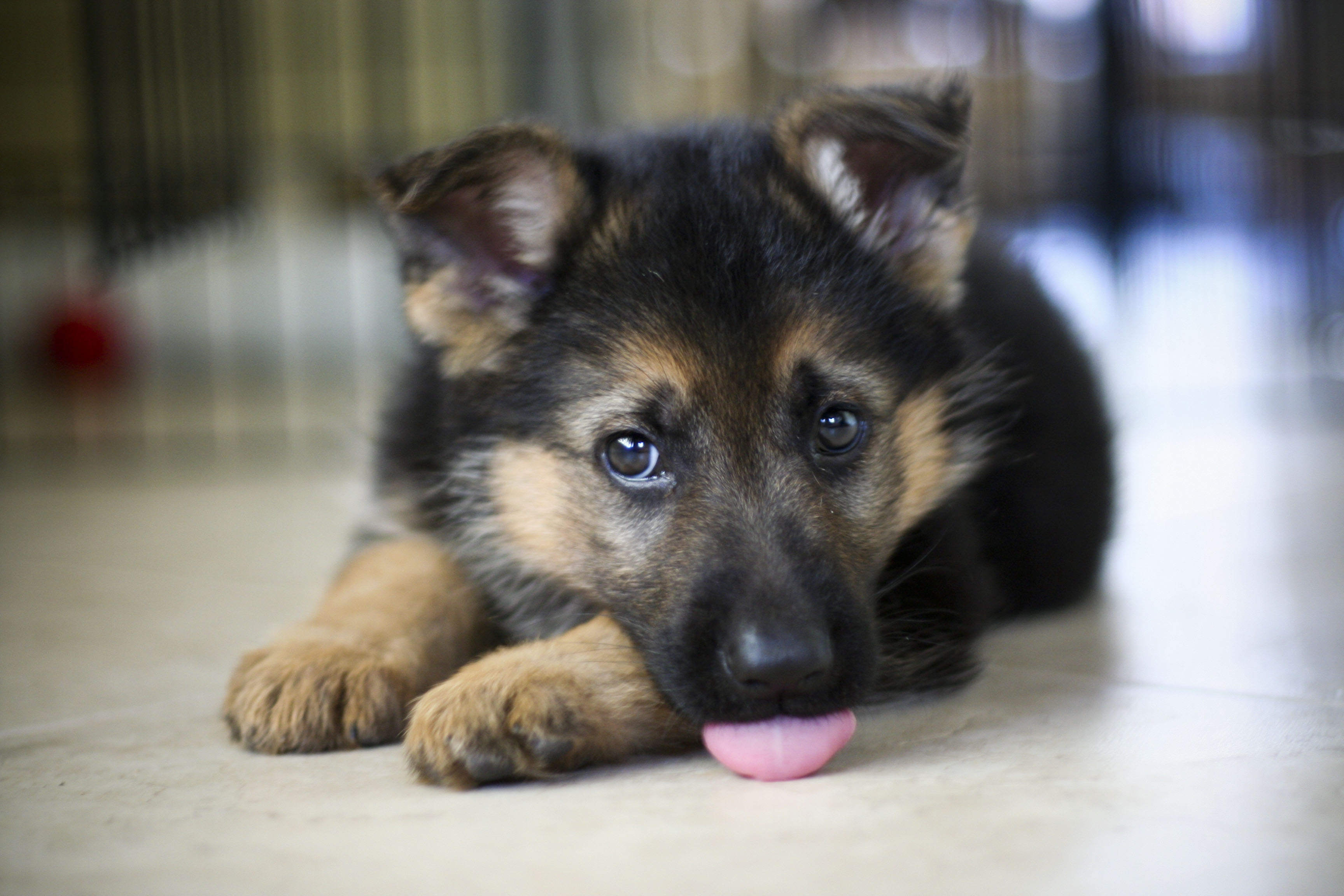 36 Wonderful German Shepherd Puppy Pictures And Images