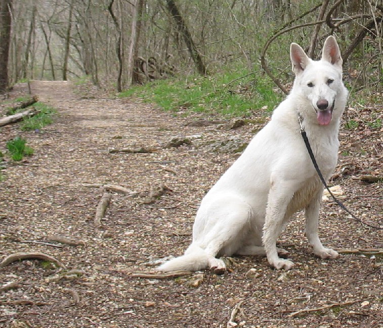 2 Years Old White Female German Shepherd Dog