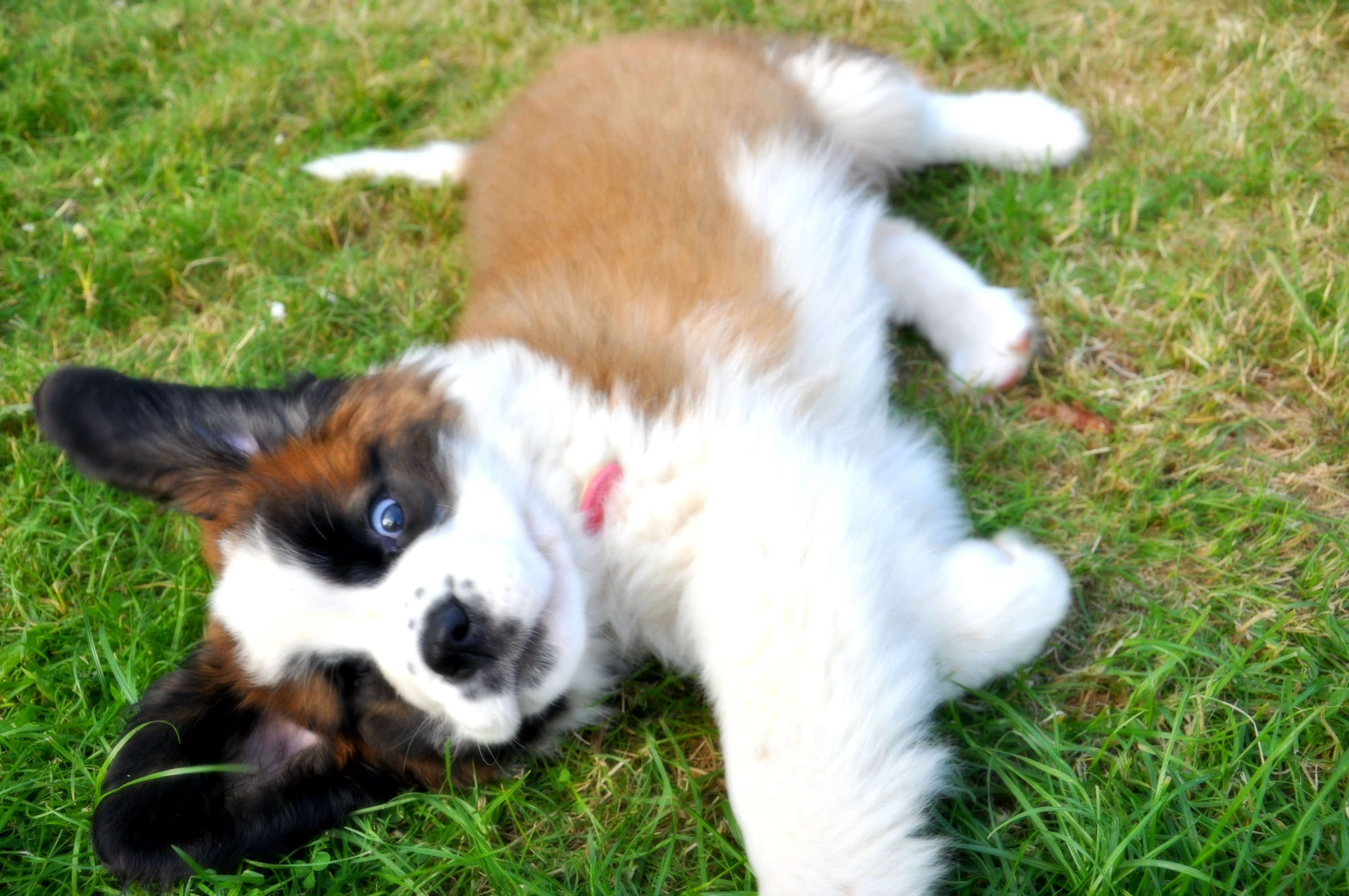 8 Week Old Saint Bernard Puppy