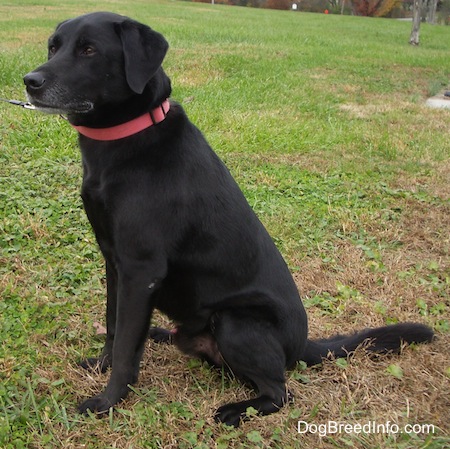 8 Years Old Black Labrador Retriever
