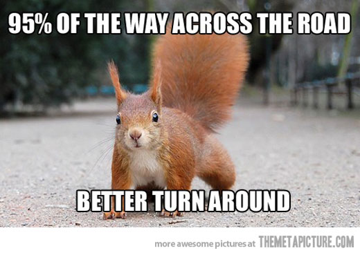 95 Percent Of The Way Across The Road Better turn Around Funny Squirrel Image