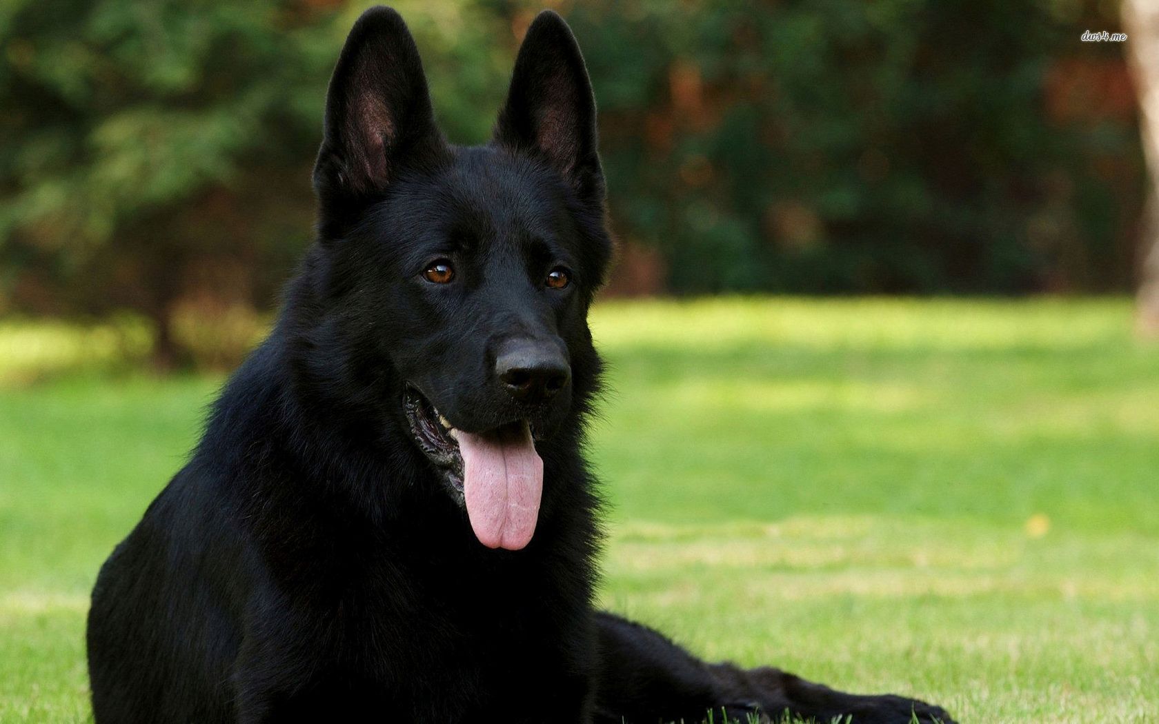 Adorable Black German Shepherd Dog Picture