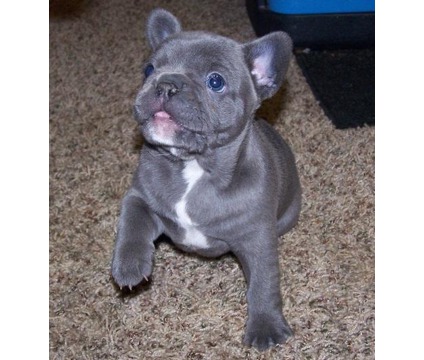 Adorable Blue French Bulldog Puppy