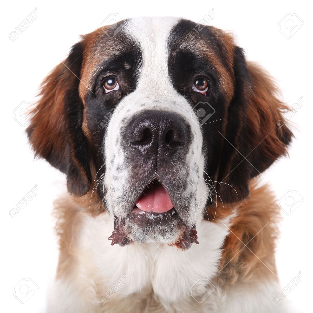 Adorable Saint Bernard Dog Face Picture