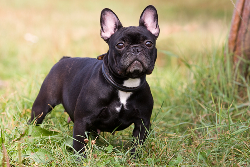Adult Black French Bulldog