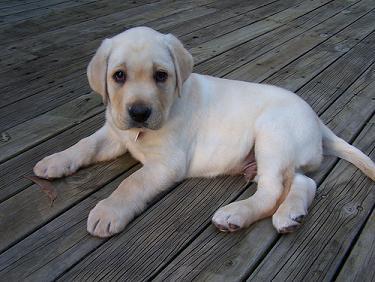 Affectionate Yellow Labrador Retriever Puppy Picture