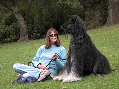 Afghan Hound At The Park