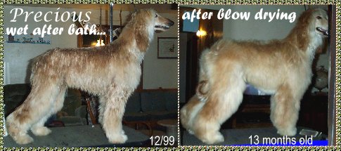 Afghan Hound Before And After Blow Drying