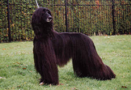 Afghan Hound Black Puppy Picture