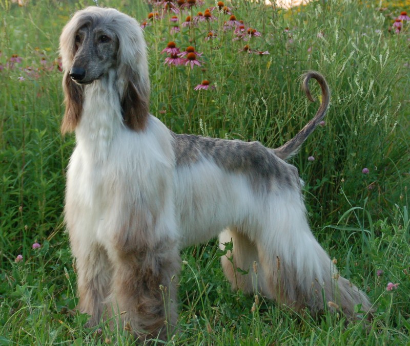 Afghan Hound Dog In Flowers Field Picture