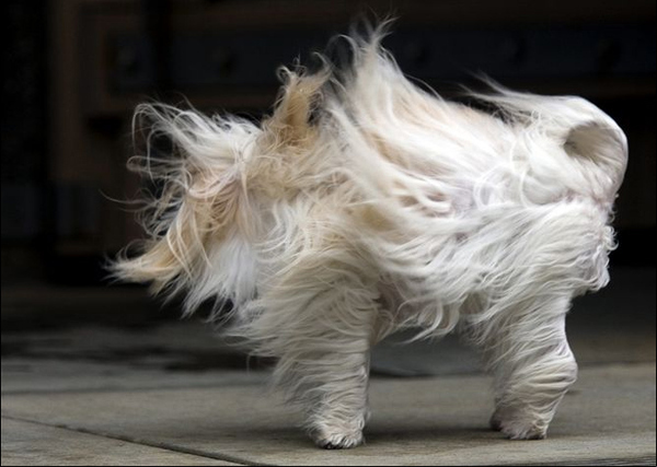 Afghan Hound Dog In Wind