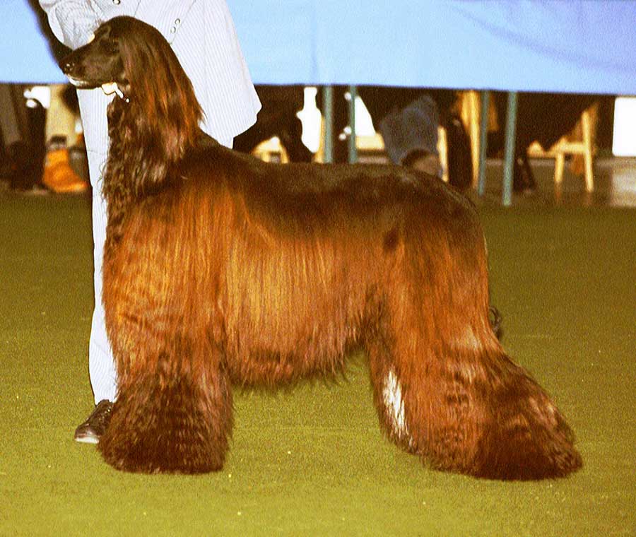Afghan Hound Dog With Brown Hair